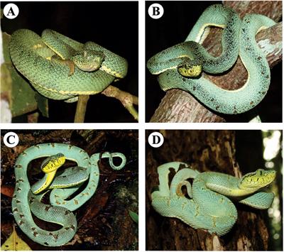 Bothrops bilineatus: An Arboreal Pitviper in the Amazon and Atlantic Forest